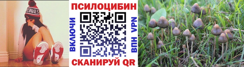 Купить  Благодарный  Псилоцибиновые грибы Cubensis 